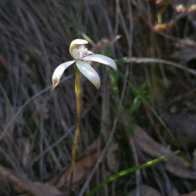 Caladenia ustulata (Brown Caps) at Canberra Central, ACT - 14 Oct 2016 by nic.jario