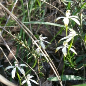 Caladenia ustulata at Canberra Central, ACT - 14 Oct 2016