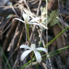 Caladenia ustulata at Canberra Central, ACT - 14 Oct 2016