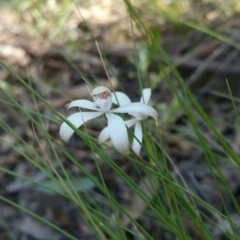 Caladenia ustulata at Canberra Central, ACT - 14 Oct 2016