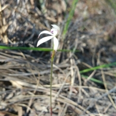 Caladenia ustulata at Canberra Central, ACT - suppressed