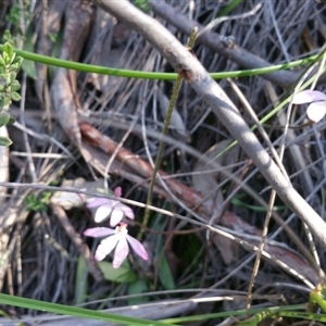 Caladenia fuscata at Undefined Area - suppressed