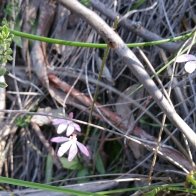 Caladenia fuscata (Dusky Fingers) at Black Mountain - 13 Oct 2016 by nic.jario