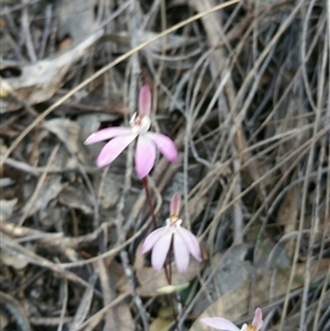 Caladenia fuscata at Undefined Area - suppressed