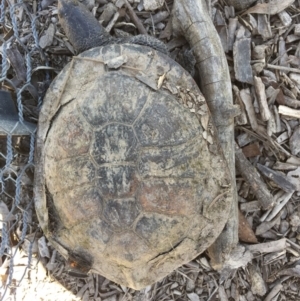 Chelodina longicollis at Gungahlin, ACT - 15 Oct 2016 10:39 AM