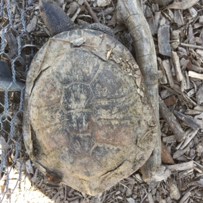 Chelodina longicollis (Eastern Long-necked Turtle) at Mulligans Flat - 14 Oct 2016 by CedricBear