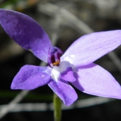 Glossodia major (Wax Lip Orchid) at Aranda, ACT - 14 Oct 2016 by petaurus