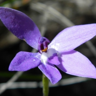 Glossodia major (Wax Lip Orchid) at Black Mountain - 14 Oct 2016 by petaurus