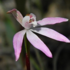 Caladenia fuscata (Dusky Fingers) at Black Mountain - 14 Oct 2016 by petaurus