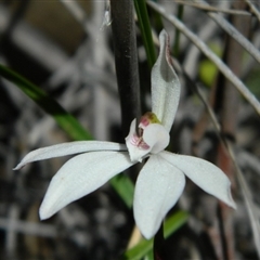 Caladenia fuscata at Undefined Area - suppressed