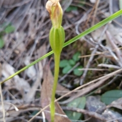 Pterostylis pedunculata (Maroonhood) at Point 4857 - 14 Oct 2016 by nic.jario