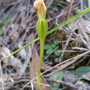 Pterostylis pedunculata at Point 4857 - 14 Oct 2016