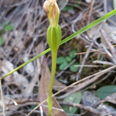 Pterostylis pedunculata (Maroonhood) at Point 4857 - 14 Oct 2016 by nic.jario