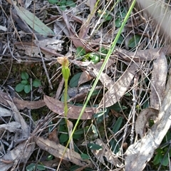 Pterostylis pedunculata at Undefined Area - suppressed