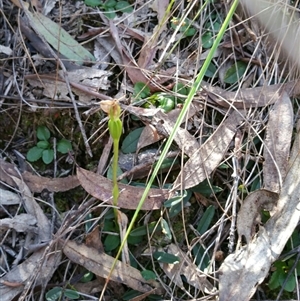 Pterostylis pedunculata at Point 4857 - 14 Oct 2016