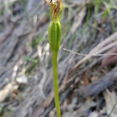 Pterostylis pedunculata at Point 4857 - 14 Oct 2016