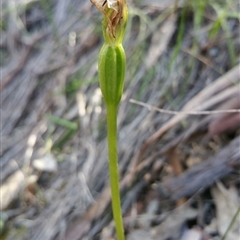 Pterostylis pedunculata at Undefined Area - suppressed
