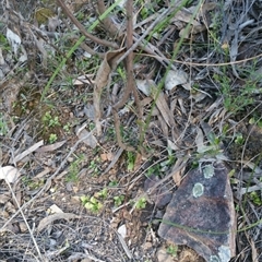 Pterostylis pedunculata at Undefined Area - suppressed