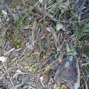 Pterostylis pedunculata at Point 4857 - 14 Oct 2016