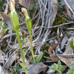 Pterostylis pedunculata at Point 4857 - 14 Oct 2016