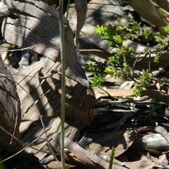 Thelymitra sp. at Undefined Area - suppressed