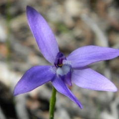 Glossodia major (Wax Lip Orchid) at Point 3131 - 14 Oct 2016 by petaurus