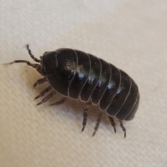 Armadillidium vulgare (Slater bug, woodlouse, pill bug, roley poley) at Pollinator-friendly garden Conder - 22 Nov 2014 by michaelb