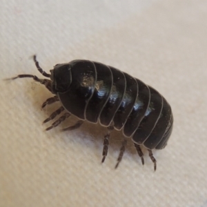 Armadillidium vulgare at Conder, ACT - 22 Nov 2014