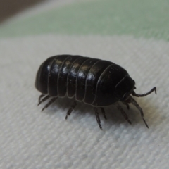 Armadillidium vulgare at Conder, ACT - 22 Nov 2014 01:24 PM