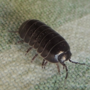 Armadillidium vulgare at Conder, ACT - 22 Nov 2014 01:24 PM