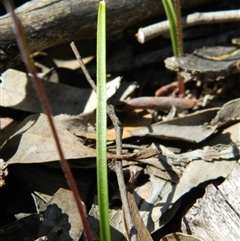 Caladenia moschata at Point 3131 - suppressed