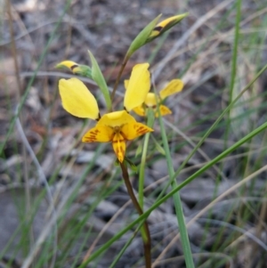 Diuris nigromontana at Canberra Central, ACT - 14 Oct 2016