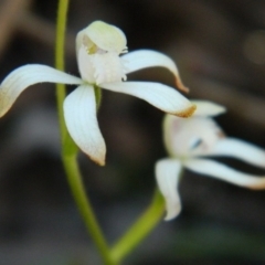 Caladenia ustulata (Brown Caps) at Aranda, ACT - 14 Oct 2016 by petaurus