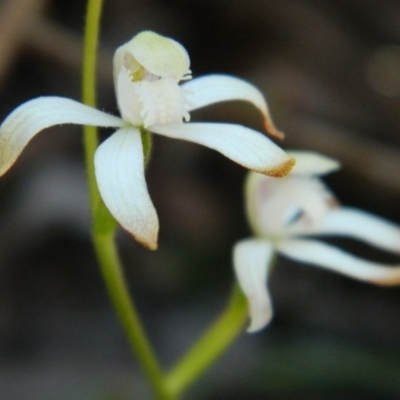 Caladenia ustulata (Brown Caps) at Point 3131 - 14 Oct 2016 by petaurus