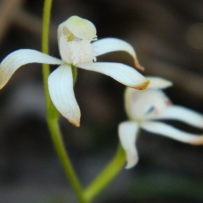 Caladenia ustulata (Brown Caps) at Black Mountain - 14 Oct 2016 by petaurus