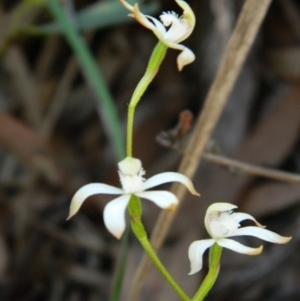 Caladenia ustulata at Point 3131 - 14 Oct 2016