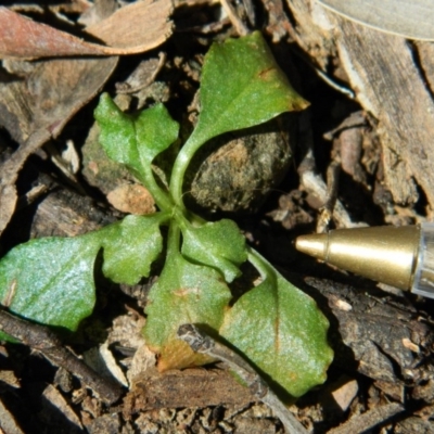 Speculantha rubescens (Blushing Tiny Greenhood) at Black Mountain - 14 Oct 2016 by petaurus