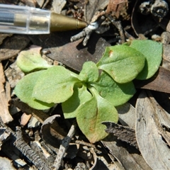 Speculantha rubescens at Undefined Area - suppressed