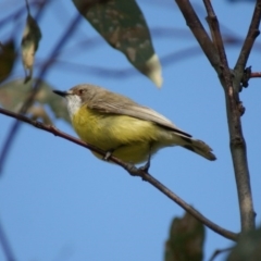 Gerygone olivacea (White-throated Gerygone) at Red Hill, ACT - 13 Oct 2016 by roymcd