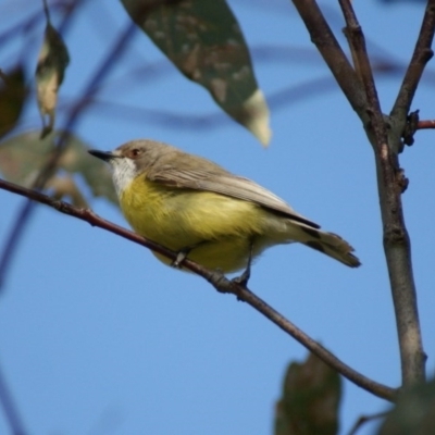 Gerygone olivacea (White-throated Gerygone) at Red Hill, ACT - 13 Oct 2016 by roymcd