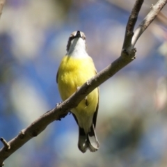 Gerygone olivacea at Red Hill, ACT - 13 Oct 2016