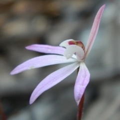 Caladenia fuscata (Dusky Fingers) at Point 5830 - 14 Oct 2016 by petaurus