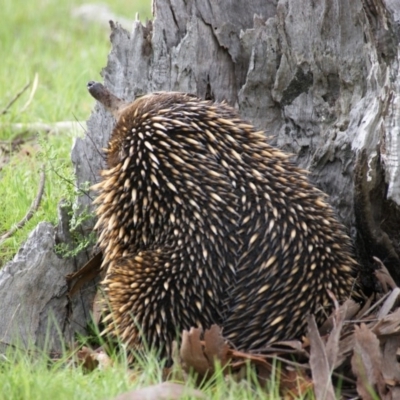 Tachyglossus aculeatus (Short-beaked Echidna) at Jerrabomberra Grassland - 9 Oct 2016 by roymcd