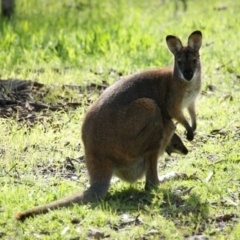 Notamacropus rufogriseus (Red-necked Wallaby) at Red Hill Nature Reserve - 13 Oct 2016 by roymcd