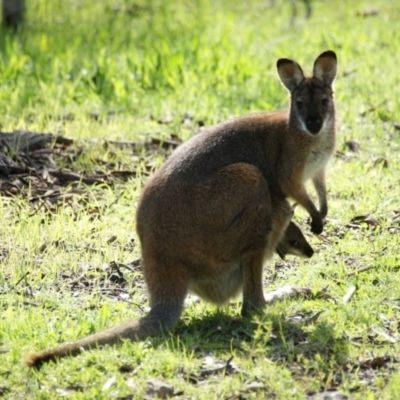 Notamacropus rufogriseus (Red-necked Wallaby) at Red Hill, ACT - 13 Oct 2016 by roymcd
