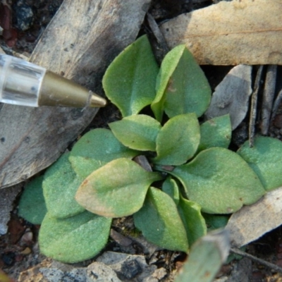 Speculantha rubescens (Blushing Tiny Greenhood) at Aranda, ACT - 14 Oct 2016 by petaurus
