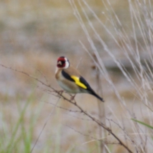 Carduelis carduelis at Fyshwick, ACT - 10 Oct 2016