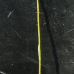 Caladenia sp. at Point 5830 - 14 Oct 2016 by petaurus