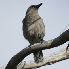 Strepera versicolor (Grey Currawong) at Jerrabomberra, ACT - 29 Sep 2016 by roymcd