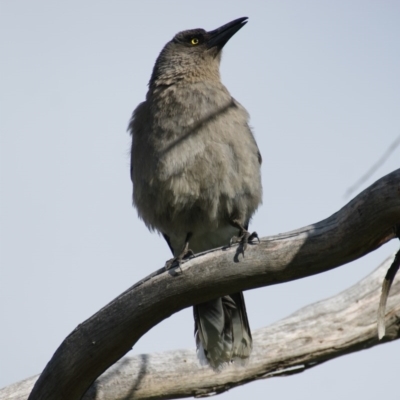 Strepera versicolor (Grey Currawong) at Jerrabomberra, ACT - 29 Sep 2016 by roymcd